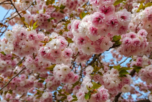 Rosa gefüllte Kirschblüten blühen im Frühling