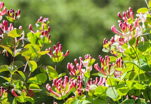 Rosa Geißblattknospen und Blumen im Garten Lonicera etrusca santi caprifolium woodbine in