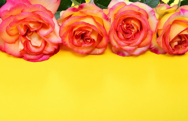 Rosa-gelbe Rosen auf gelbem Grund