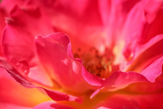 Rosa gelbe Rosenblume Makroblumenhintergrund für Feiertagsdesign