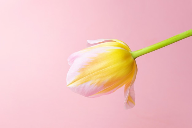 Rosa-gelbe Tulpe. Das Konzept eines Feiertags, einer Feier, eines Frauentags, eines Frühlings. Minimalismus, flache Lage. Geeignet für Banner, Postkarte. Copyspace.