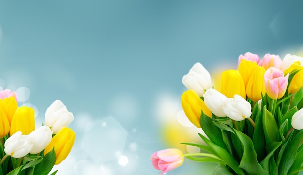 Rosa, gelbe und weiße frische Tulpenblüten und grüne Blätter auf blauem Hintergrund, Web-Banner-Format
