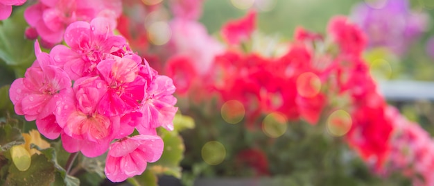 Rosa Geranie im Garten, Frühlingshintergrund