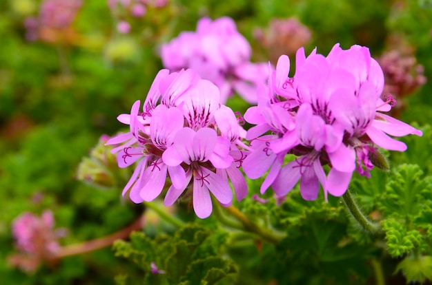 Rosa geranienblüten in einem sommergarten. blühendes pelargonium peltatum nahaufnahme. gartenkonzept. selektiver fokus.