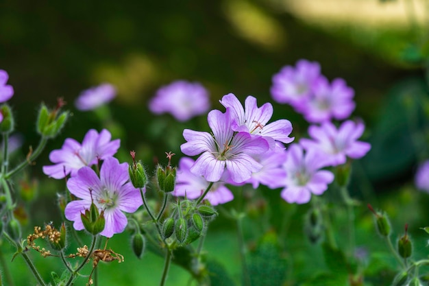 Rosa Geranienblume im Garten im sonnigen Sommer