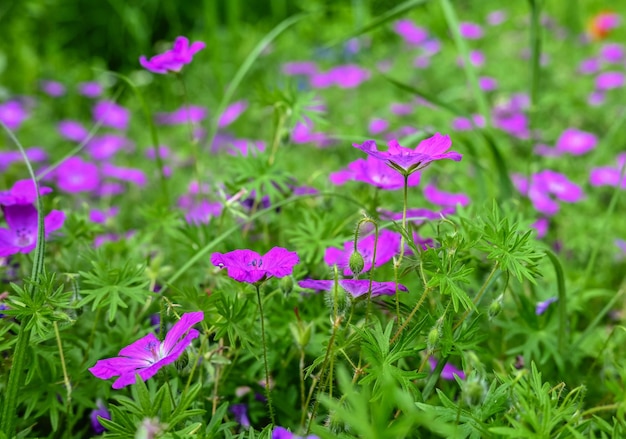 Rosa Geraniumblüte auf grünem Hintergrund