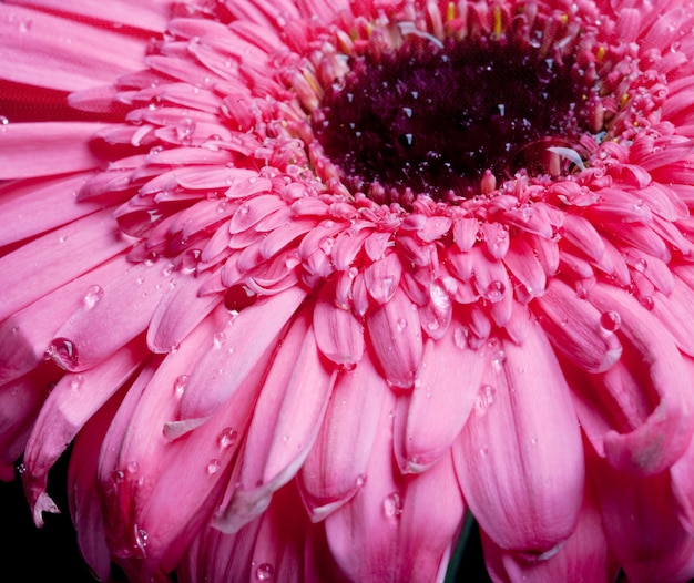 Rosa gerber mit Wassertropfen. Makroschuß.