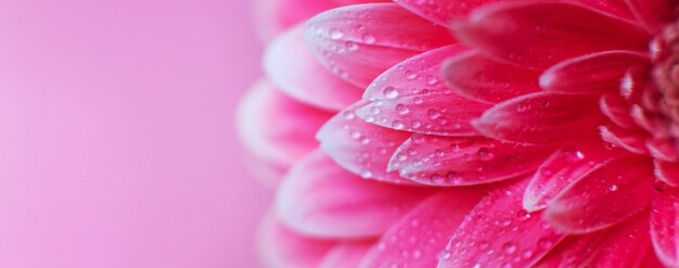 Rosa Gerbera Blütenblätter mit Wassertropfen, Makro auf Blume, schöner abstrakter Hintergrund. Banner