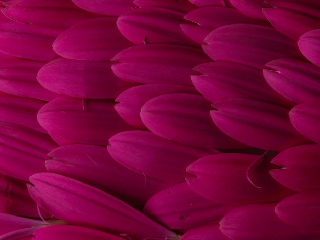 Rosa Gerbera-Blütenblätter