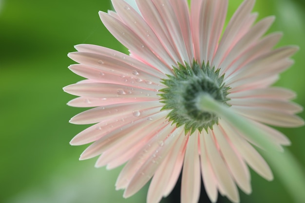 Rosa Gerbera-Blume Makro-Rückansicht