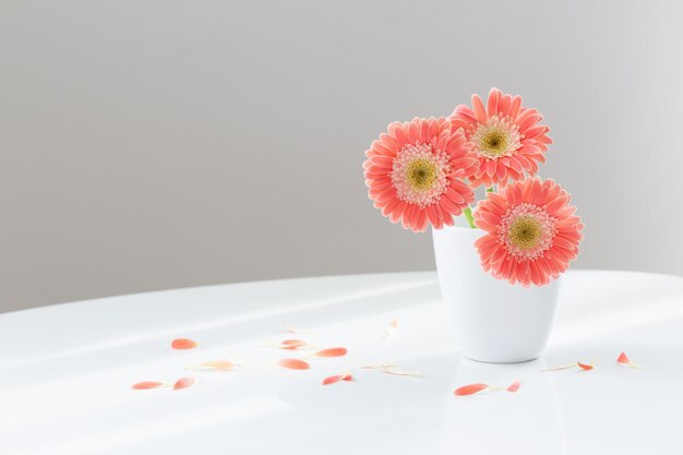 Rosa Gerbera in weißer Vase auf weißem Tisch