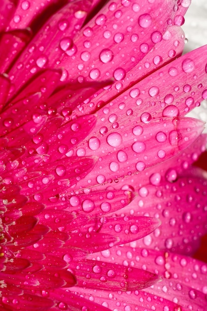 Rosa Gerbera Makro