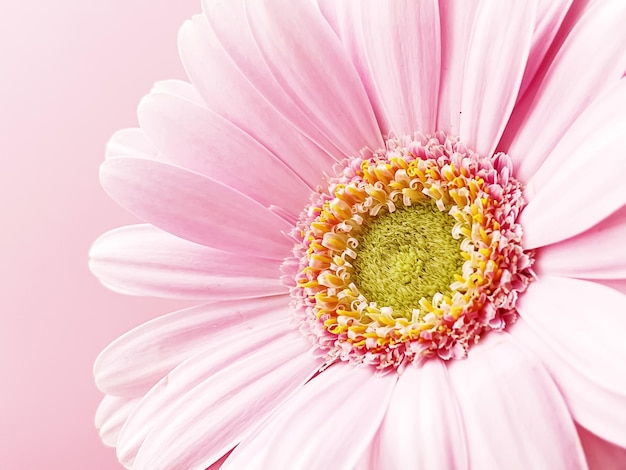 Rosa gerbera margarita flor primavera naturaleza