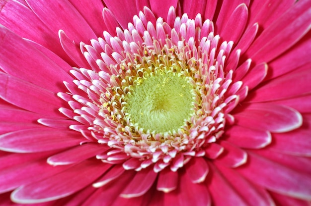 Foto rosa gerbera