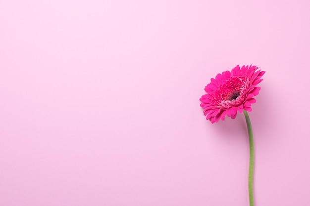 Foto rosa gerberablume auf einem rosa hintergrund