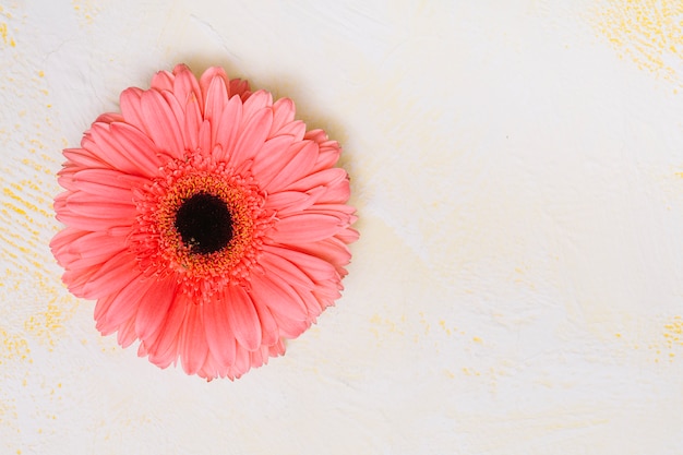 Foto rosa gerberablume auf weißer tabelle