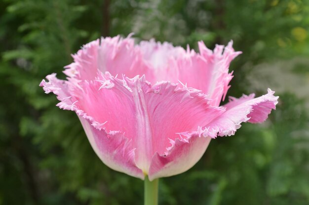 Foto rosa gesäumte tulpe im garten