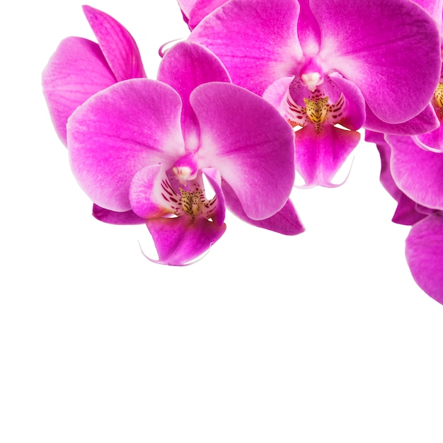 Rosa gestreifte Orchideenblumen lokalisiert
