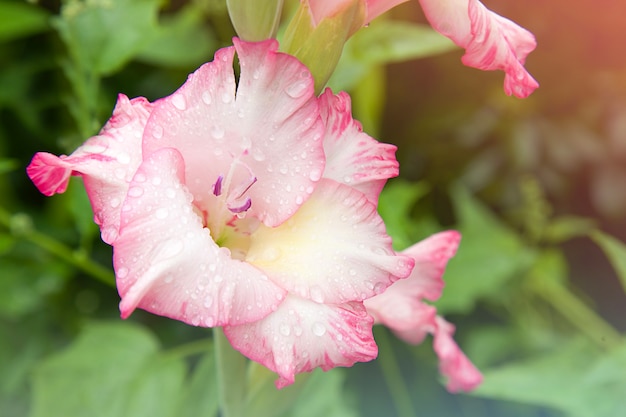 Rosa Gladiolen Gladiolenblume Regentropfen auf Blume Schwertlilie Nahaufnahme auf grünem Hintergrund