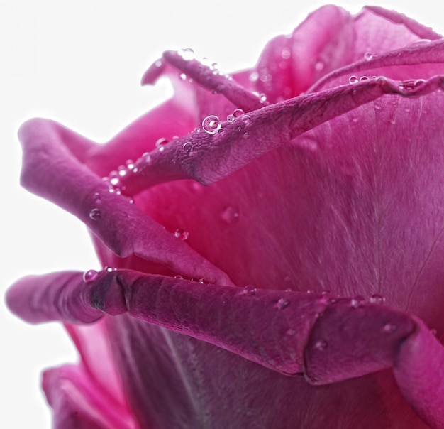 Rosa con gotas de agua de cerca