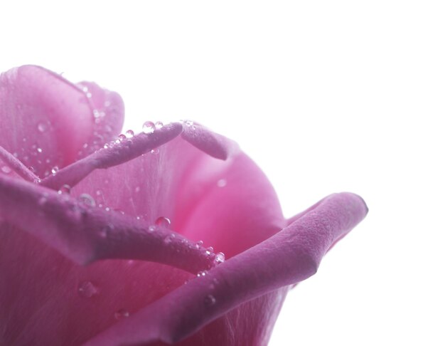 Rosa con gotas de agua de cerca