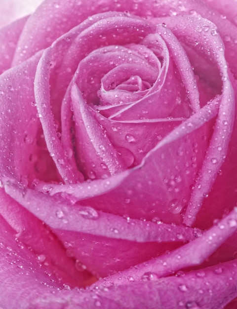 Rosa con gotas de agua de cerca