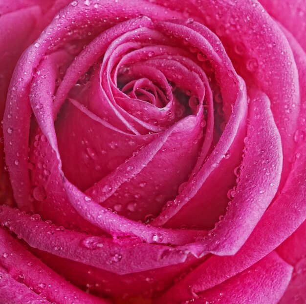 Rosa con gotas de agua de cerca