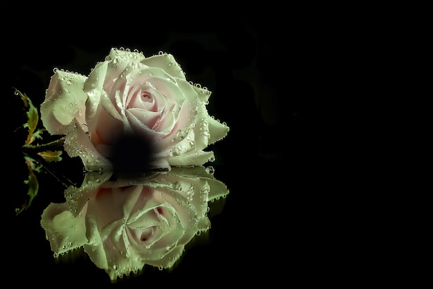 Rosa con gotas de agua en una superficie reflectante negra