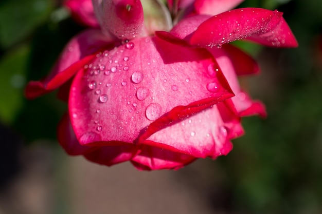 Rosa con gotas de agua