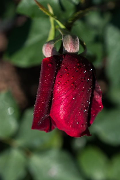 Rosa con gotas de agua