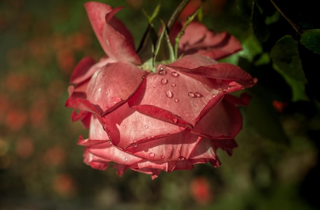 Rosa con gotas de agua