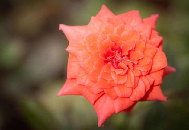 Una rosa con gotas de lluvia en sus pétalos de cerca Una pequeña rosa llamada rosa de Damasco color rosa vieja que muestra pétalos y capas de flores luz natural al aire libre