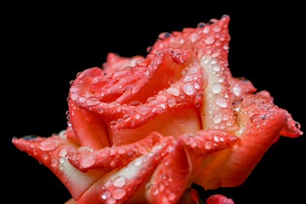 Rosa con gotas de lluvia