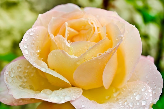 rosa con gotas