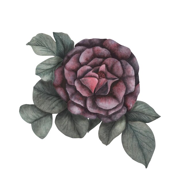 Rosa gótica escura com folhas textura mágica isolada em fundo branco Aquarela desenhado à mão esboço botânico iIlustração Arte para design místico halloween bruxa decoração cartão assustador