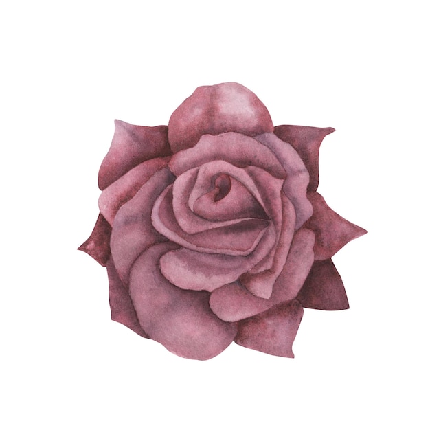 Rosa gótica escura com textura mágica isolada em fundo branco Aquarela desenhada à mão esboço botânico iIlustração Arte para design místico halloween bruxa decoração cartão assustador