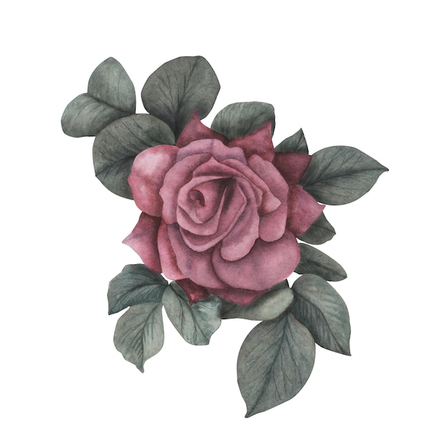 Rosa gótica oscura con hojas textura mágica aislada sobre fondo blanco Acuarela dibujo botánico dibujado a mano iIllustration Arte para el diseño místico decoración de brujas de halloween tarjeta de felicitación aterradora