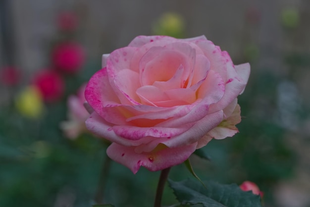 Rosa gradiente rosa com fundo de folha verde desfocado