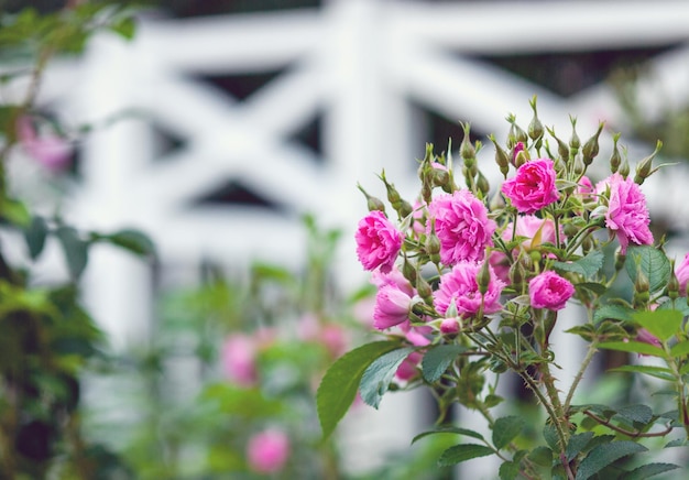 Rosa Grootendorst-Hybrid-Rugosa-Rose, die im Sommergarten blüht