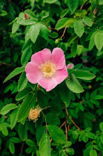 Rosa Hagebuttenblume auf dem Hintergrund der grünen Blätter im Garten.