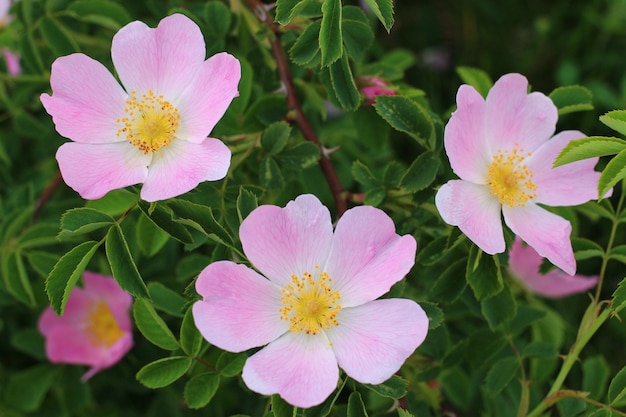 Rosa Hagebuttenblume im Sommer.