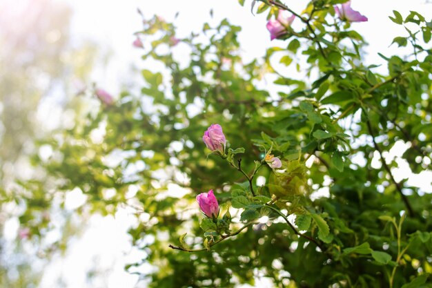 Rosa Hagebuttenblume in grünen Blättern