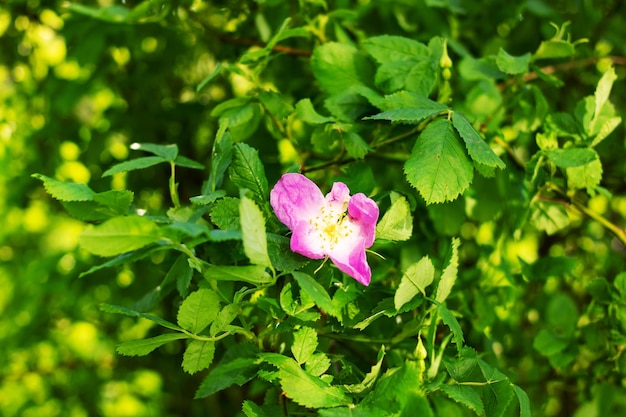 Rosa Hagebuttenblume in grünen Blättern