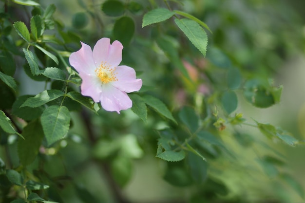 Rosa Hagebuttenblume Nahaufnahme Heckenrose blüht im Park oder Wald Naturzusammensetzung