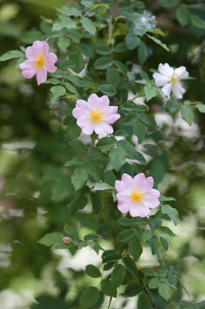 Rosa Hagebuttenblume Nahaufnahme Heckenrose blüht im Park oder Wald Naturzusammensetzung