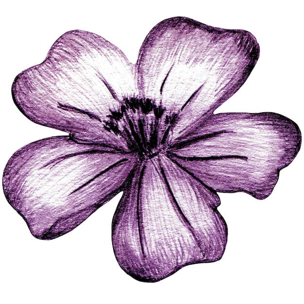 Rosa handgezeichnete Ringelblume isoliert auf weißem Hintergrund Ringelblume mit Bleistift gezeichnet
