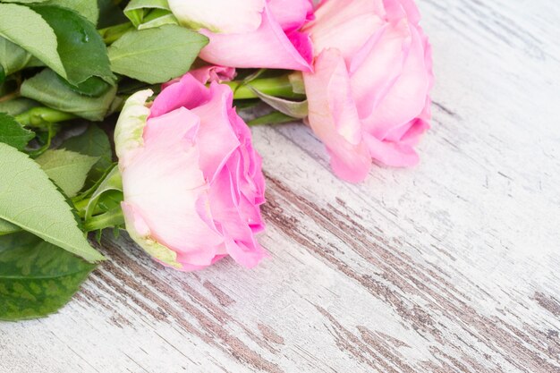 Rosa helle frische Rosen im Wassertropfen auf Weiß