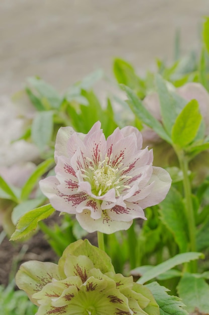 Rosa Hellebore ou rosa quaresmal Helleborus double ellen bloom