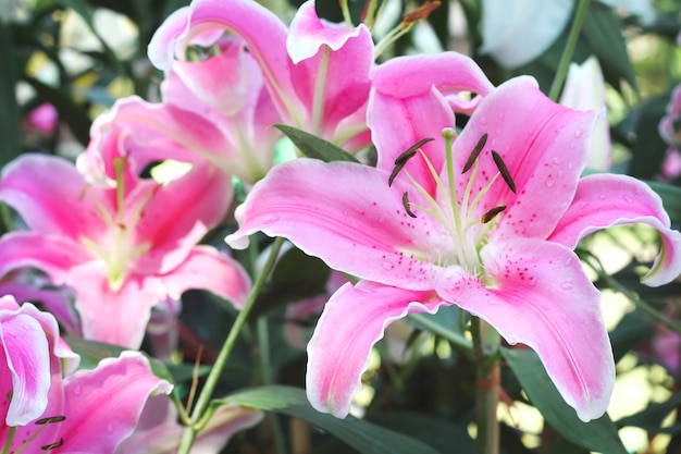 rosa hermosa lilly en el jardín