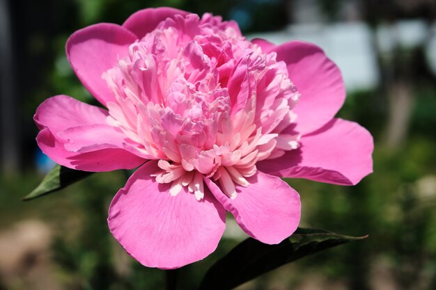 Rosa hermosa peonía delicada en el jardín